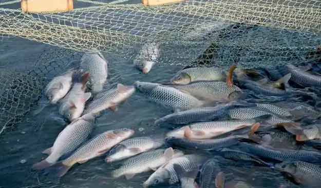 羅茨鼓黄瓜TV免费视频水產養殖鱖魚案例